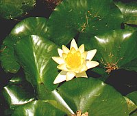 Seerose im Archilleon