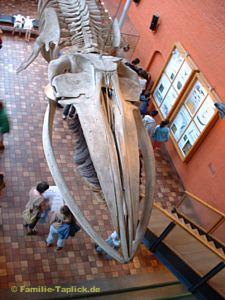 Skelett eines Finnwales, Meeresmuseum Stralsund