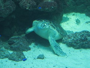 Schildkröte Meeresmuseum